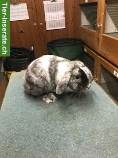 Bild 2: Rhön Zwergwidder Rammler zu verkaufen