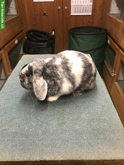 Bild 3: Rhön Zwergwidder Rammler zu verkaufen