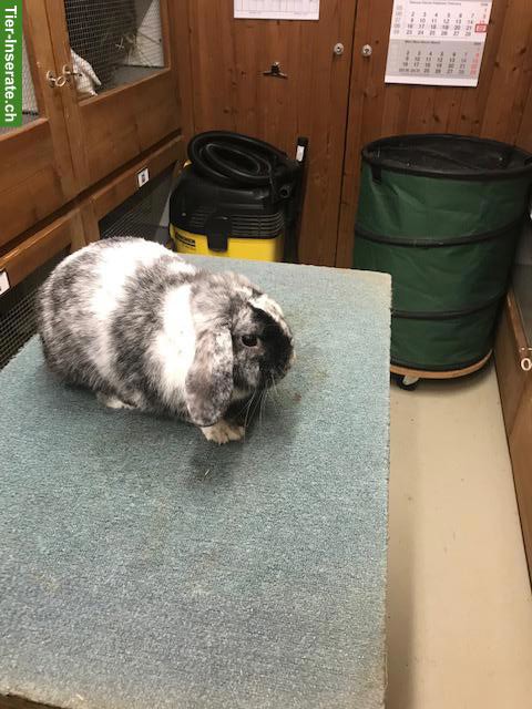 Bild 4: Rhön Zwergwidder Rammler zu verkaufen