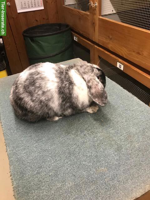 Bild 5: Rhön Zwergwidder Rammler zu verkaufen