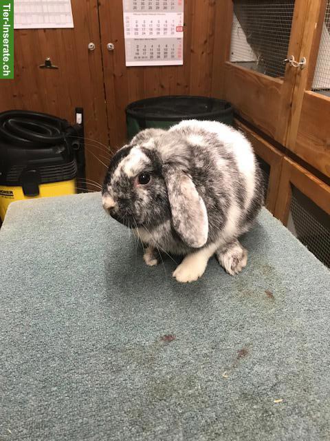 Bild 6: Rhön Zwergwidder Rammler zu verkaufen