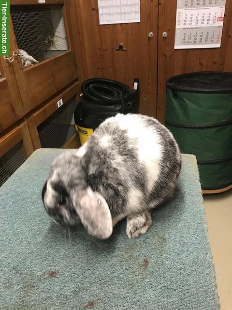 Bild 7: Rhön Zwergwidder Rammler zu verkaufen