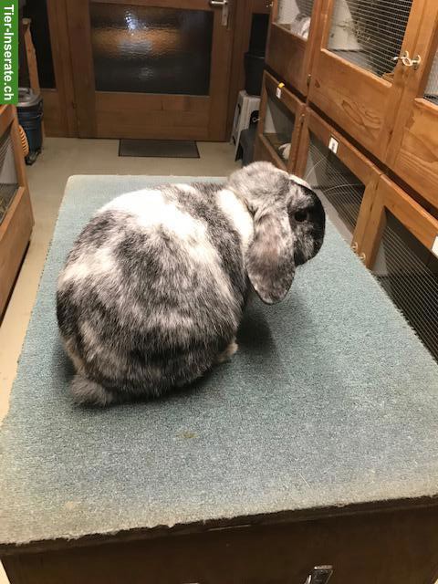 Bild 8: Rhön Zwergwidder Rammler zu verkaufen