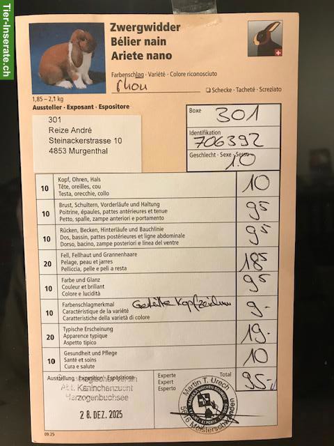 Bild 9: Rhön Zwergwidder Rammler zu verkaufen