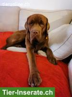 Bordeauxdoggen Mix Rüde sucht hundeerfahrenes Zuhause