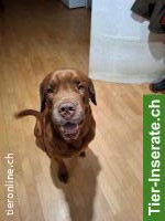 Bild 3: Bordeauxdoggen Mix Rüde sucht hundeerfahrenes Zuhause