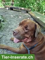 Bild 4: Bordeauxdoggen Mix Rüde sucht hundeerfahrenes Zuhause