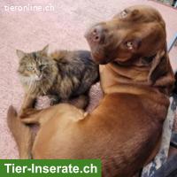 Bild 5: Bordeauxdoggen Mix Rüde sucht hundeerfahrenes Zuhause