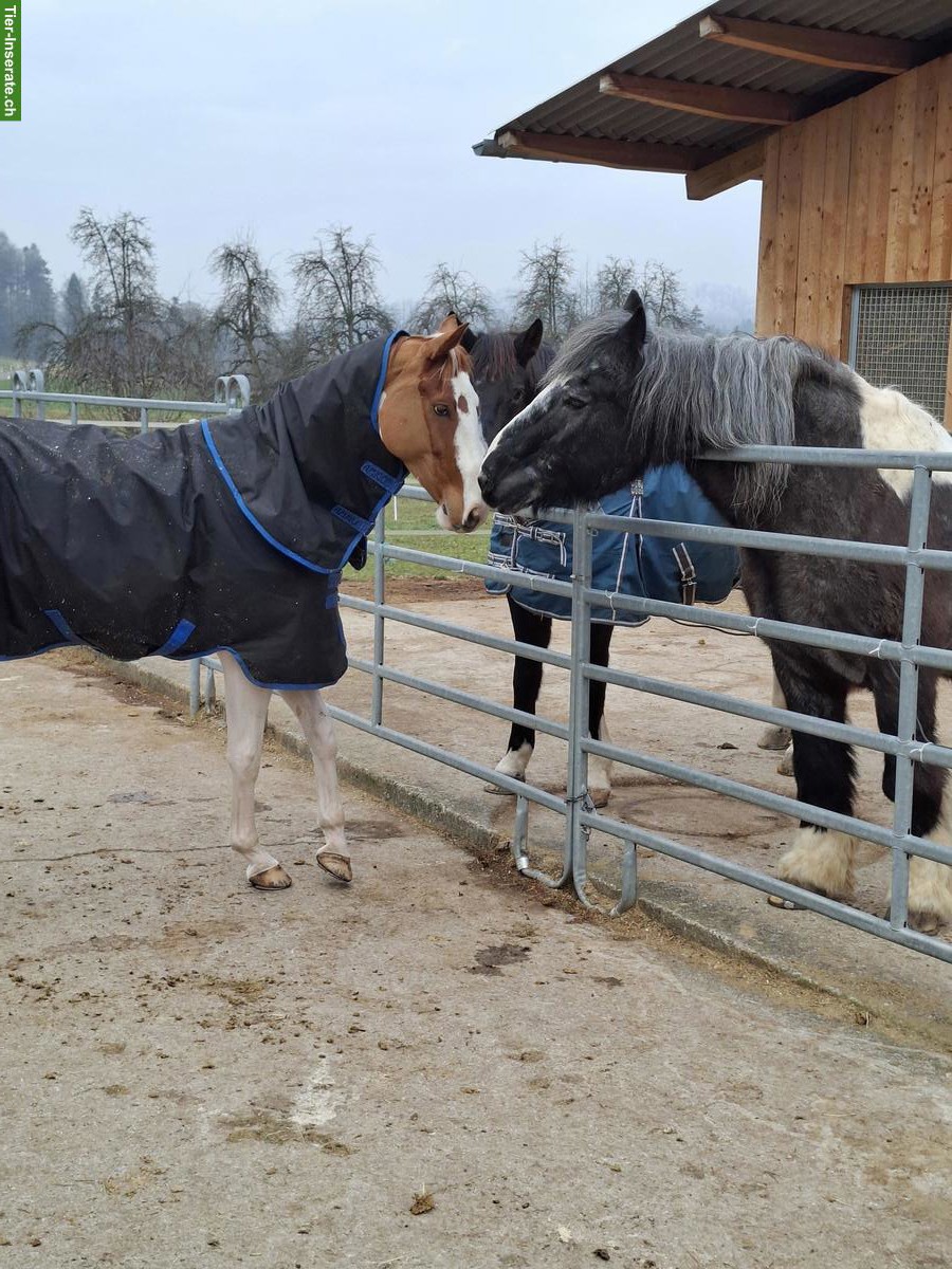 3 Pferde-Plätze frei in Gruppenstall in Elgg ZH
