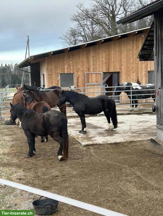 Bild 2: 3 Pferde-Plätze frei in Gruppenstall in Elgg ZH
