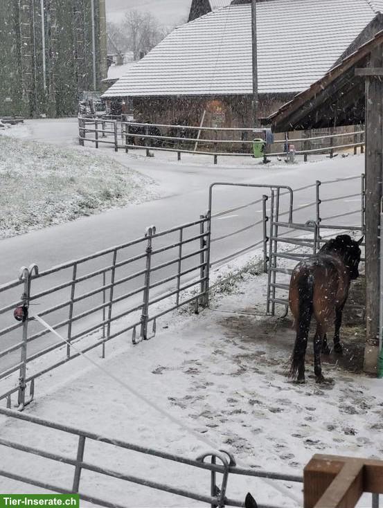 Bild 3: 3 Pferde-Plätze frei in Gruppenstall in Elgg ZH