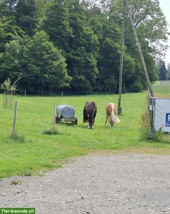 Bild 4: 3 Pferde-Plätze frei in Gruppenstall in Elgg ZH