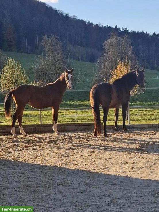 Bild 5: 3 Pferde-Plätze frei in Gruppenstall in Elgg ZH