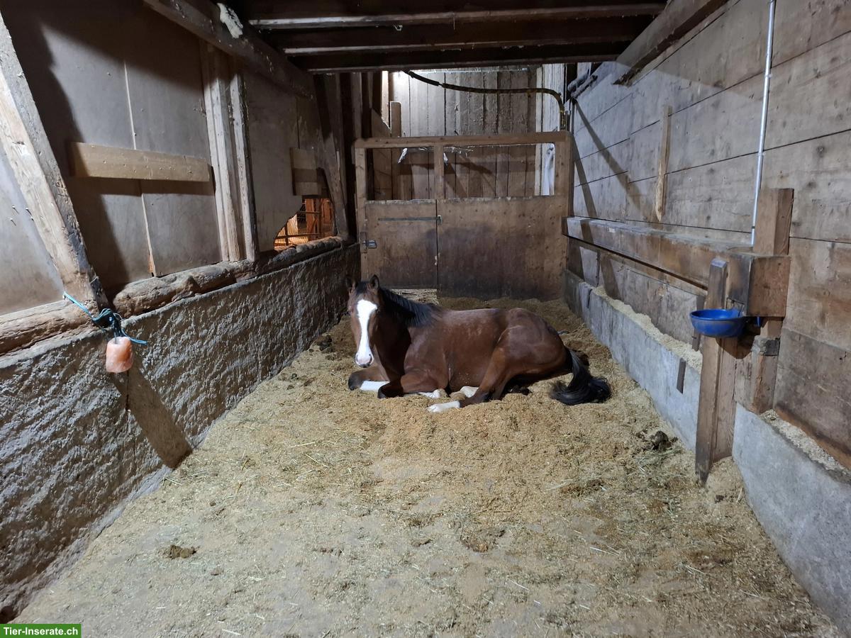 Bild 6: 3 Pferde-Plätze frei in Gruppenstall in Elgg ZH
