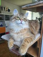 Junger Sibirischer Kater, Black Sunshine Tabby