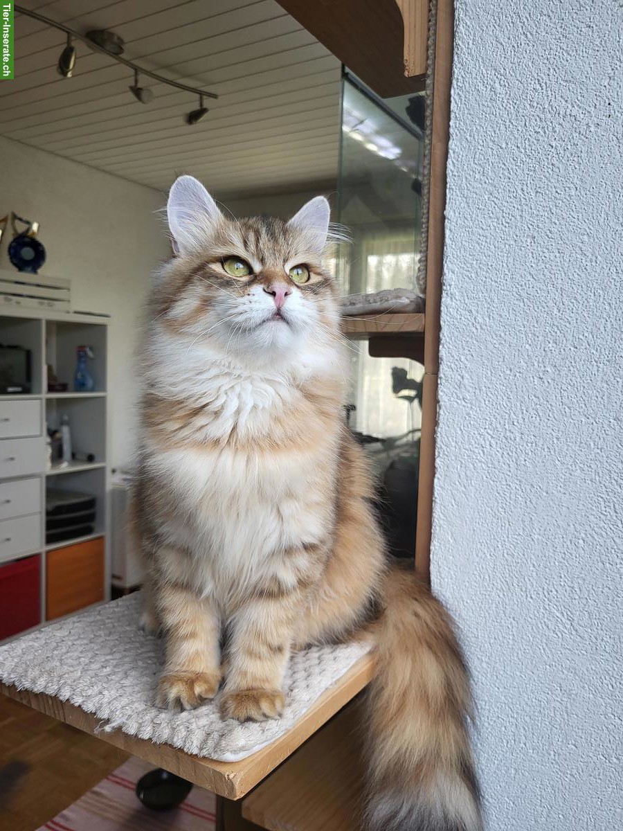 Bild 2: Junger Sibirischer Kater, Black Sunshine Tabby