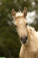 PRE Stutfohlen Palomino, ANCCE