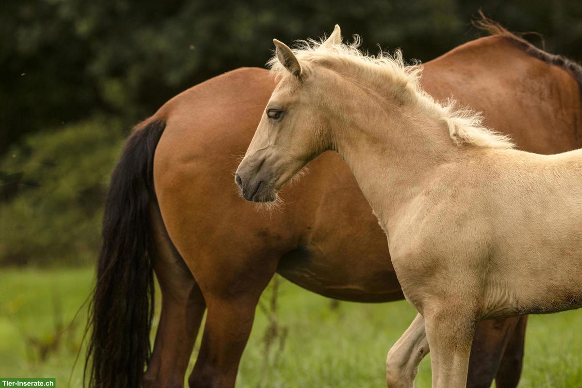 Bild 2: PRE Stutfohlen Palomino, ANCCE