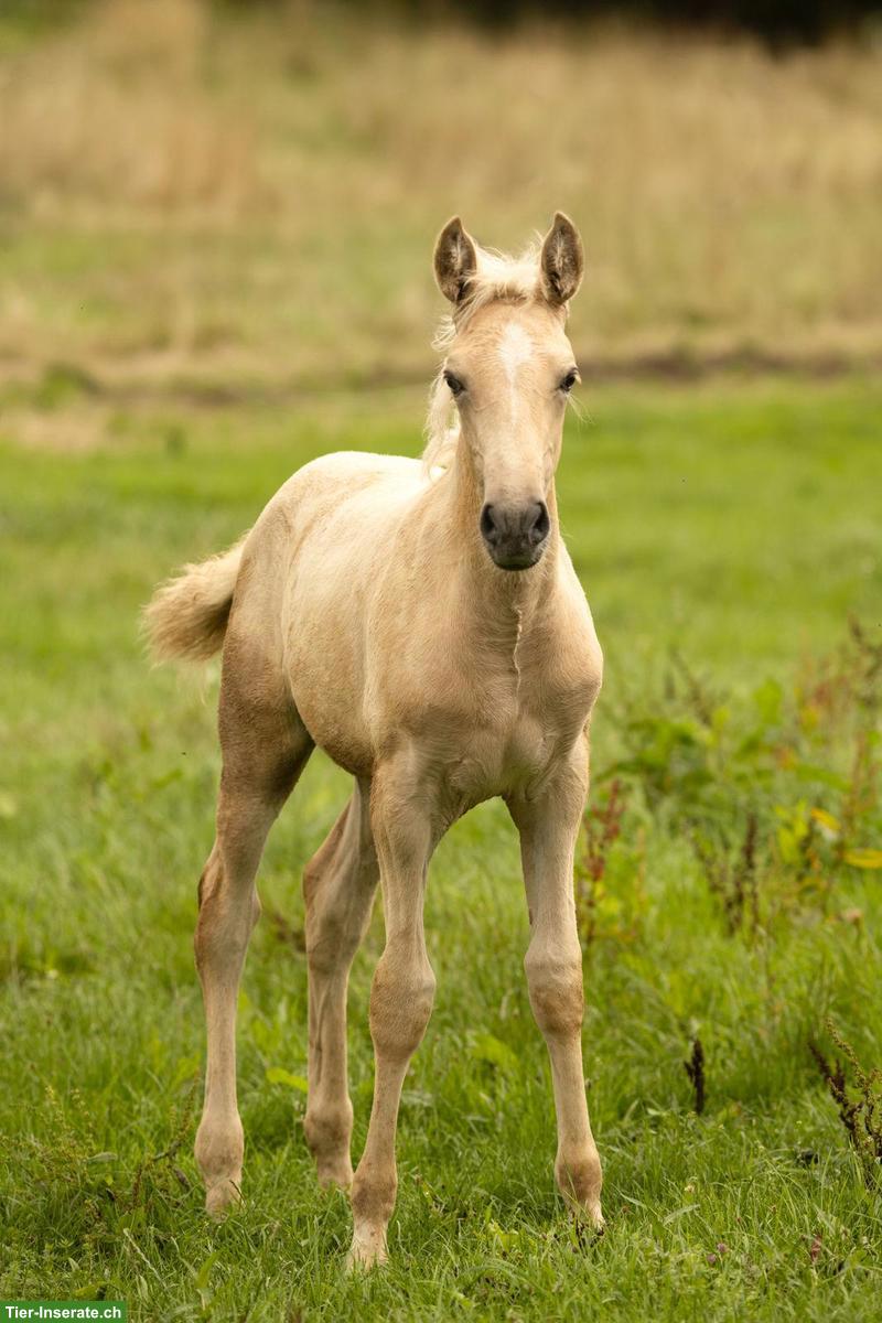 Bild 3: PRE Stutfohlen Palomino, ANCCE