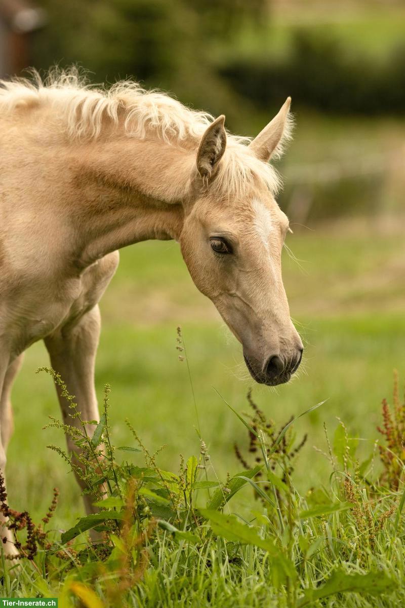 Bild 4: PRE Stutfohlen Palomino, ANCCE