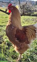Hübscher junger Hahn sucht neues Zuhause