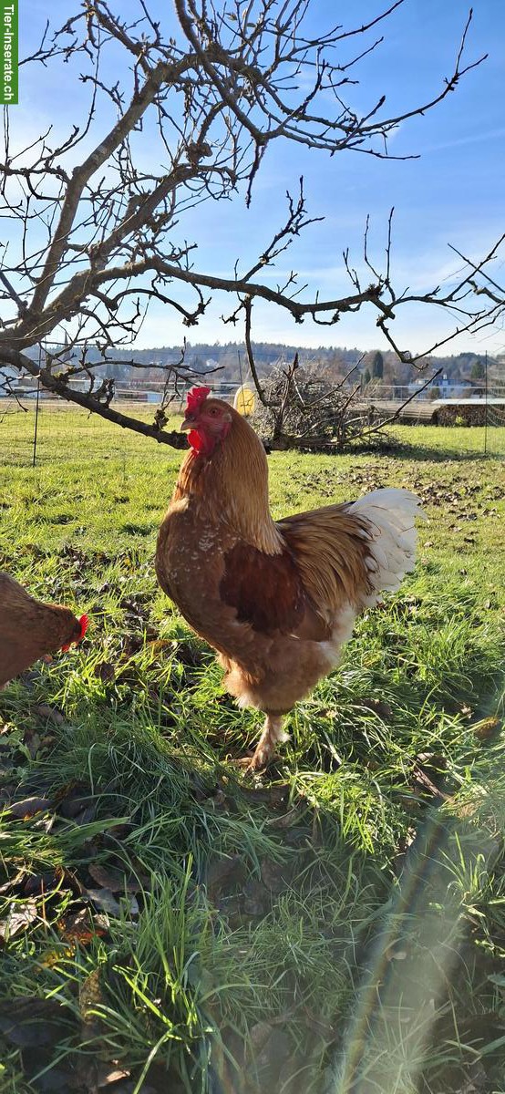 Bild 2: Hübscher junger Hahn sucht neues Zuhause