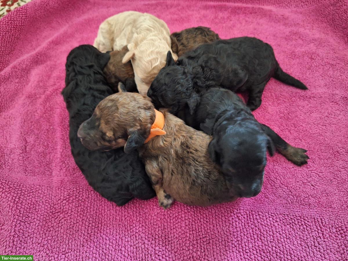 Mittelpudel Welpen, Rüden