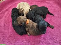 Mittelpudel Welpen, Rüden