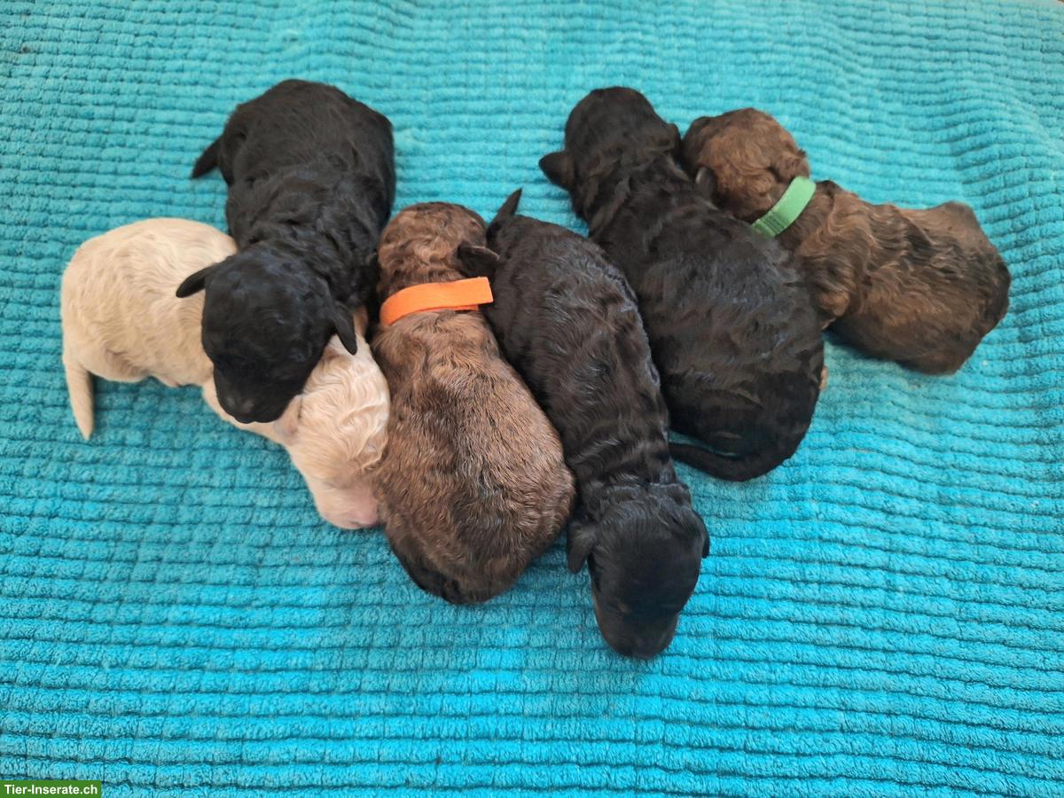 Bild 3: Mittelpudel Welpen, Rüden