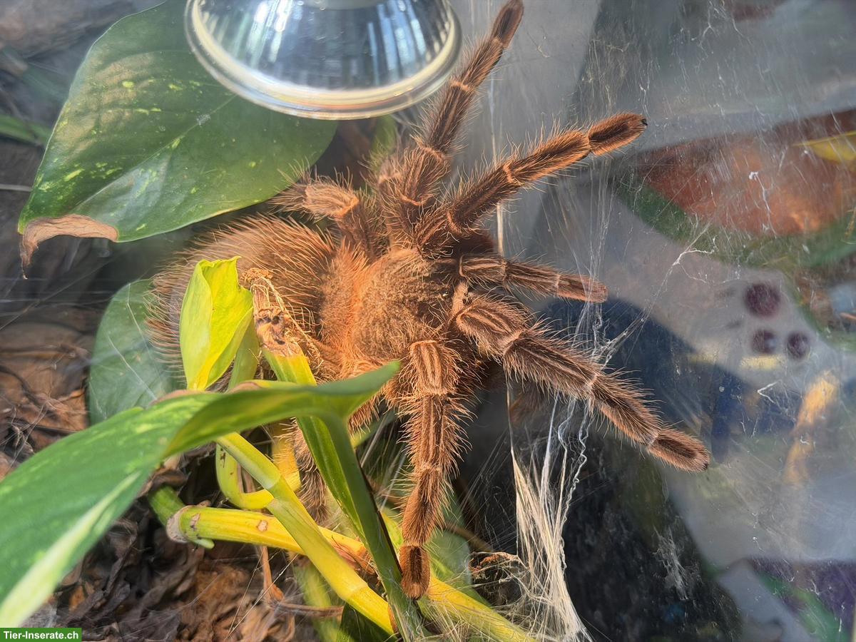 Lasiodora parahybana 0.1 inkl. Terrarium + Beleuchtung