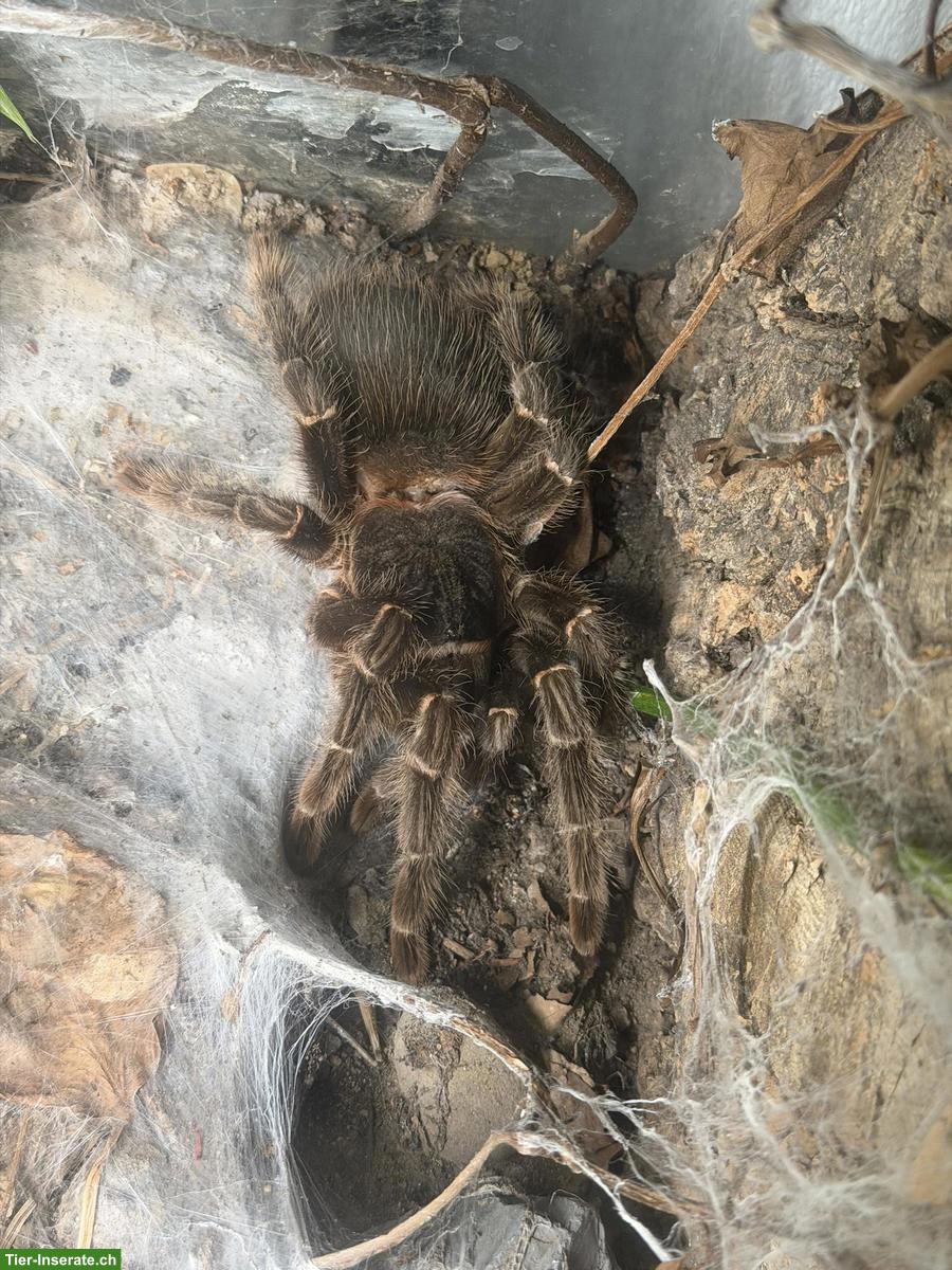 Bild 2: Lasiodora parahybana 0.1 inkl. Terrarium + Beleuchtung