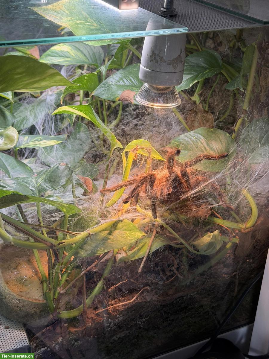 Bild 3: Lasiodora parahybana 0.1 inkl. Terrarium + Beleuchtung