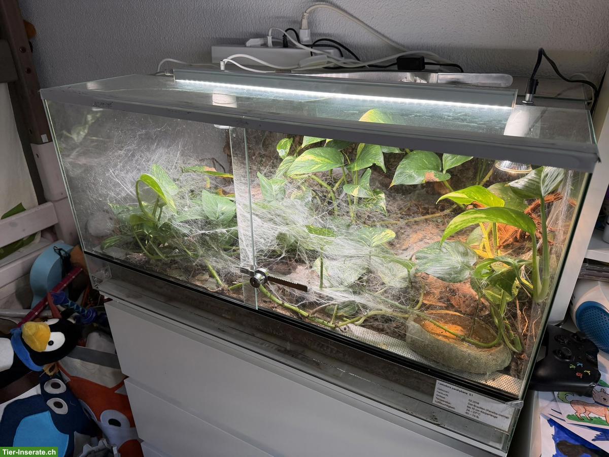 Bild 4: Lasiodora parahybana 0.1 inkl. Terrarium + Beleuchtung