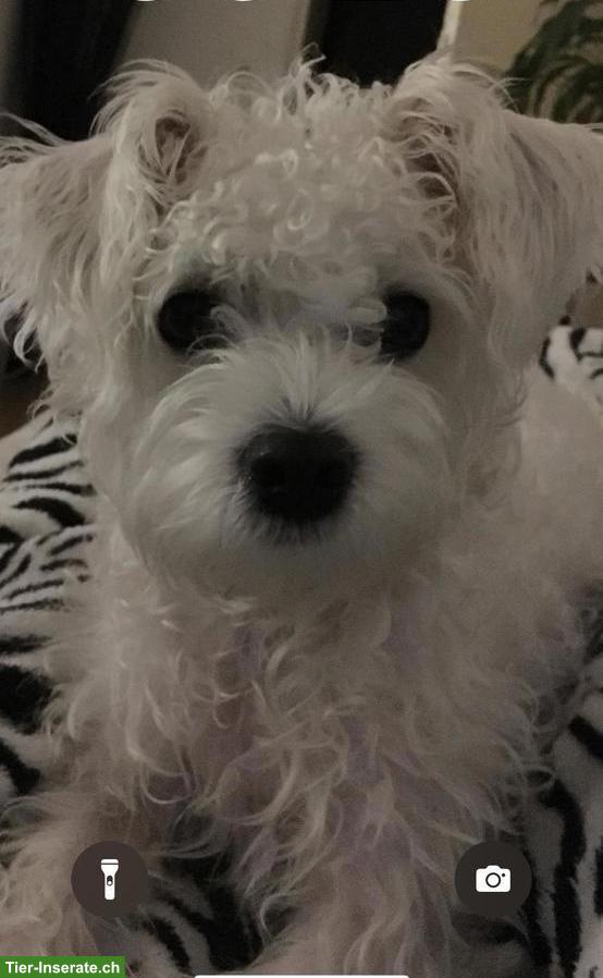 Deckrüden gesucht für meine Malteser Mischlingshündin