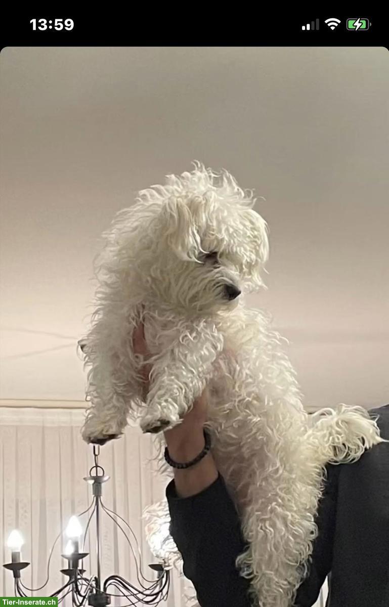 Bild 2: Deckrüden gesucht für meine Malteser Mischlingshündin