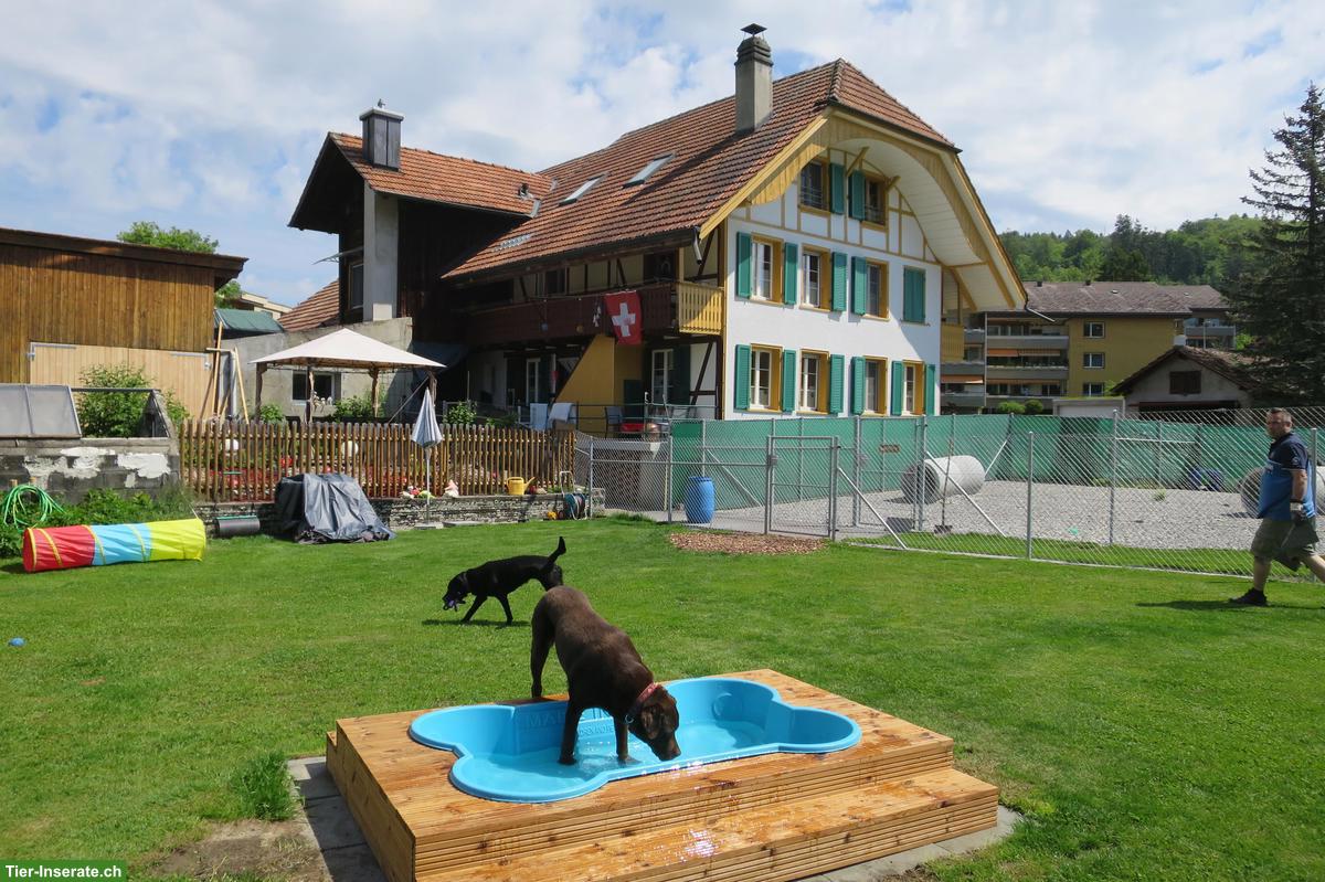 Petsitting: Tages- und Ferienbetreuung bei Tane in Thörishaus