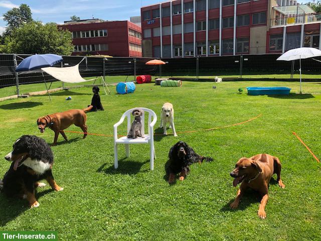 Bild 2: Petsitting: Tages- und Ferienbetreuung bei Tane in Thörishaus