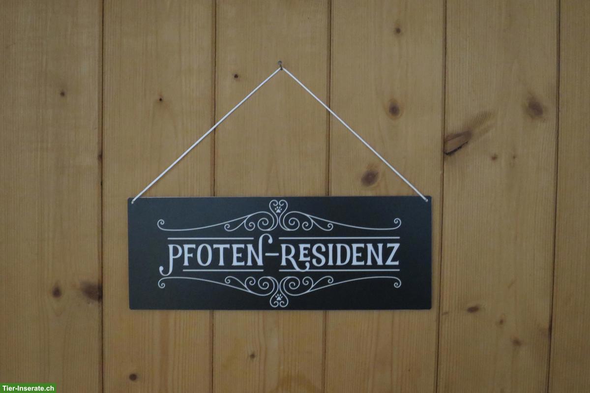 Bild 3: Petsitting: Tages- und Ferienbetreuung bei Tane in Thörishaus