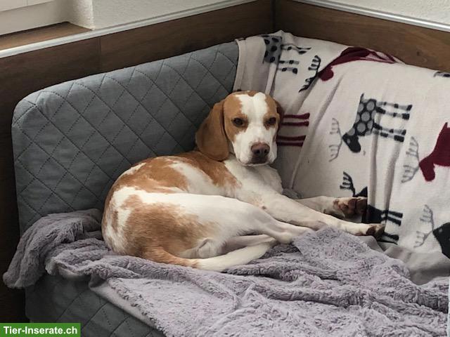 Bild 5: Petsitting: Tages- und Ferienbetreuung bei Tane in Thörishaus