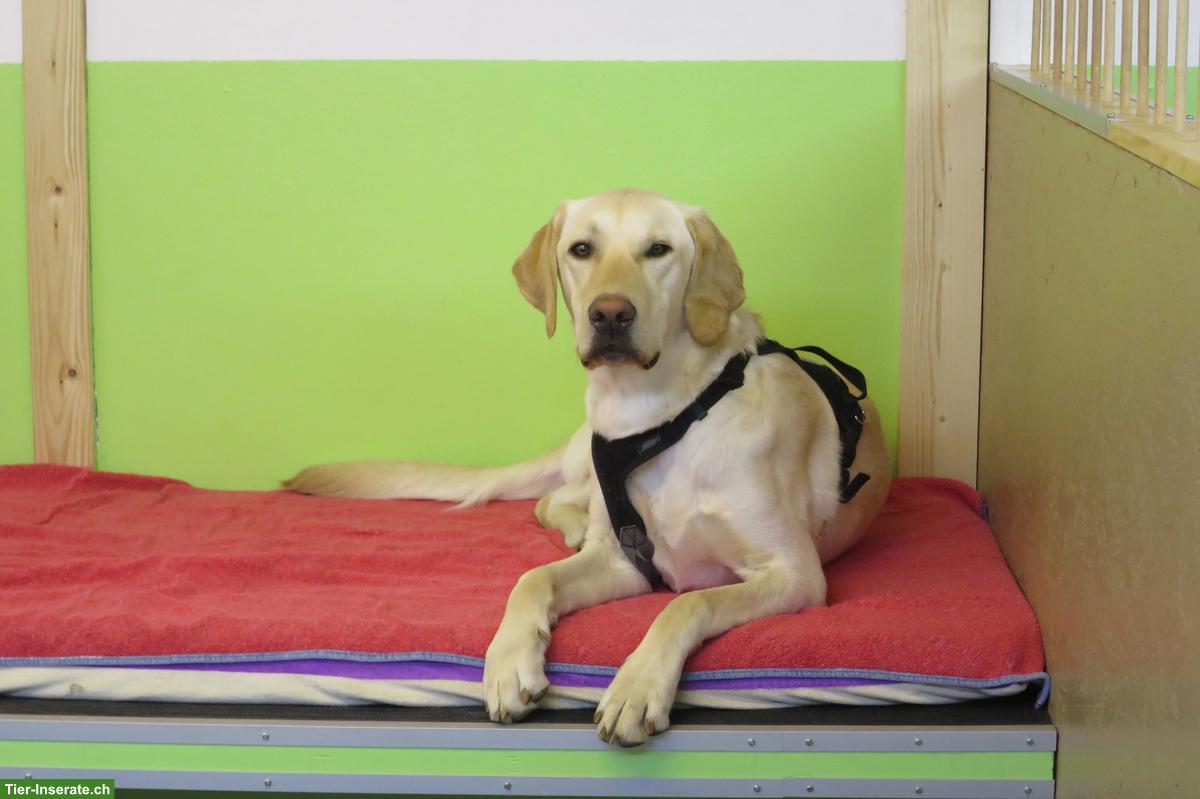 Bild 6: Petsitting: Tages- und Ferienbetreuung bei Tane in Thörishaus