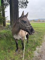 Paint Horse Stute zu verkaufen, für erfahrene Reiter