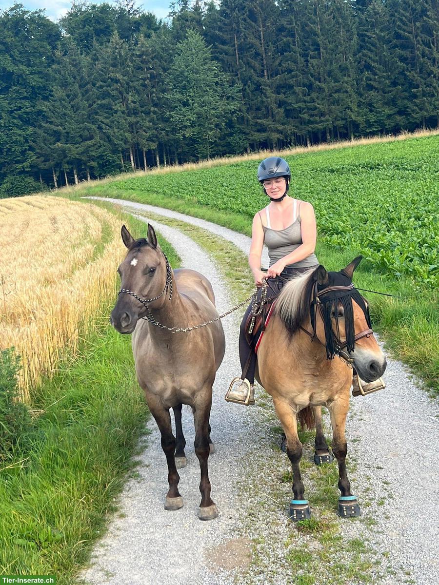 Bild 2: Paint Horse Stute zu verkaufen, für erfahrene Reiter