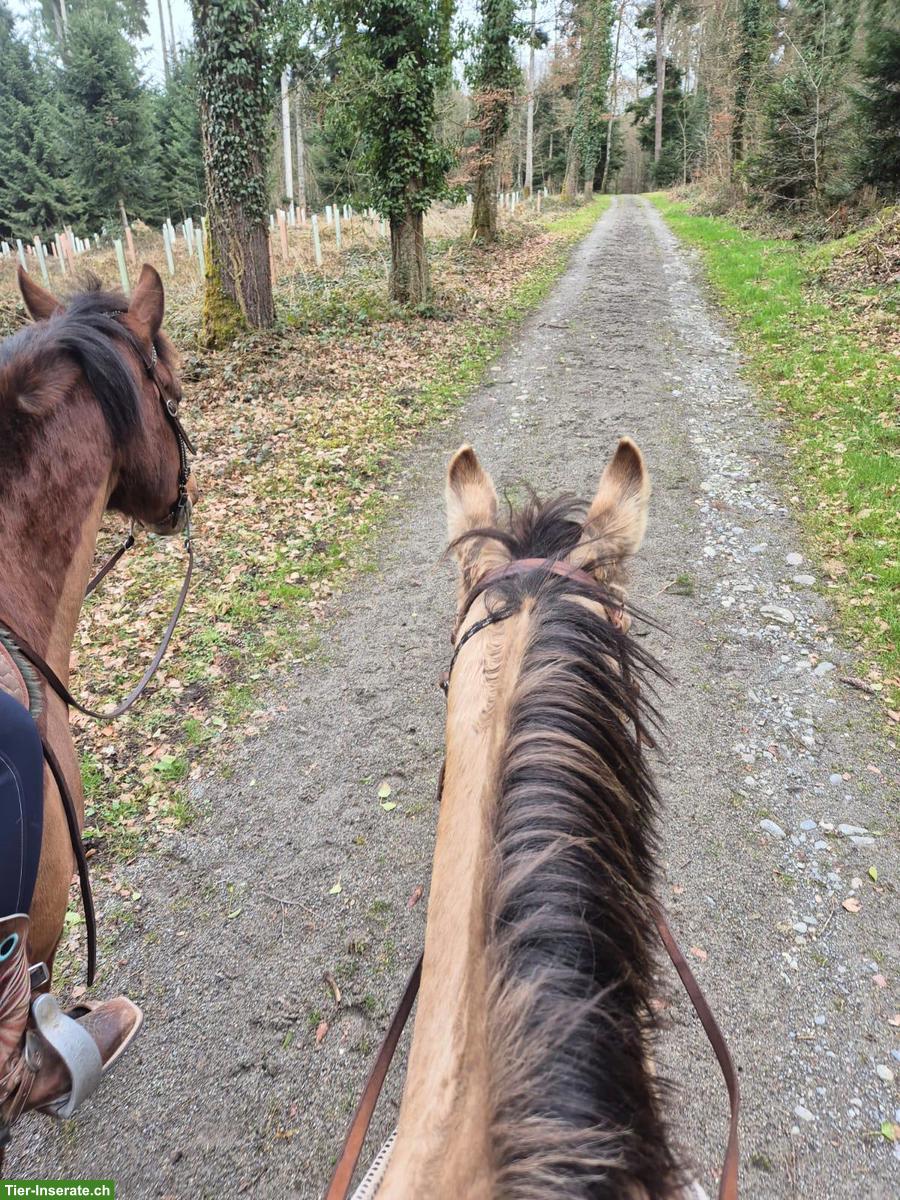 Bild 4: Paint Horse Stute zu verkaufen, für erfahrene Reiter