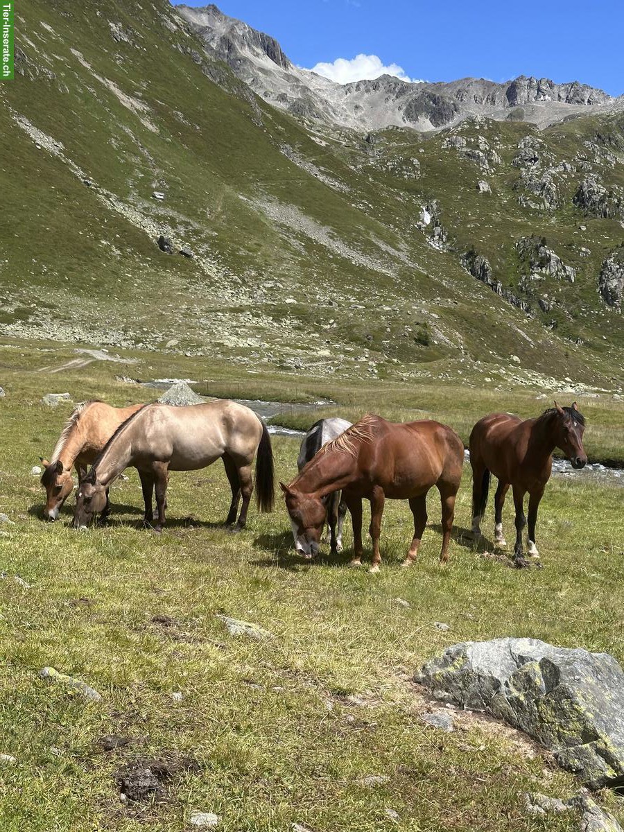 Bild 5: Paint Horse Stute zu verkaufen, für erfahrene Reiter