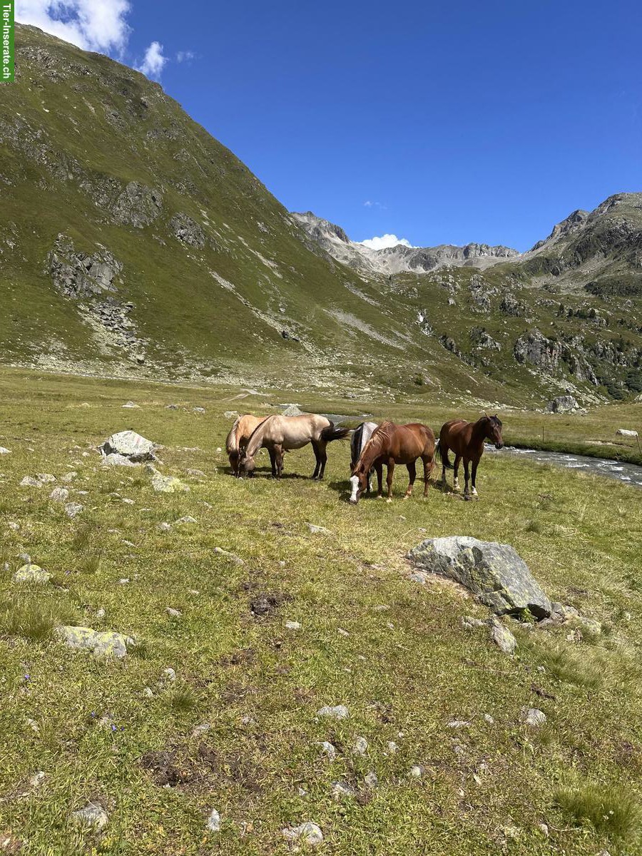 Bild 6: Paint Horse Stute zu verkaufen, für erfahrene Reiter