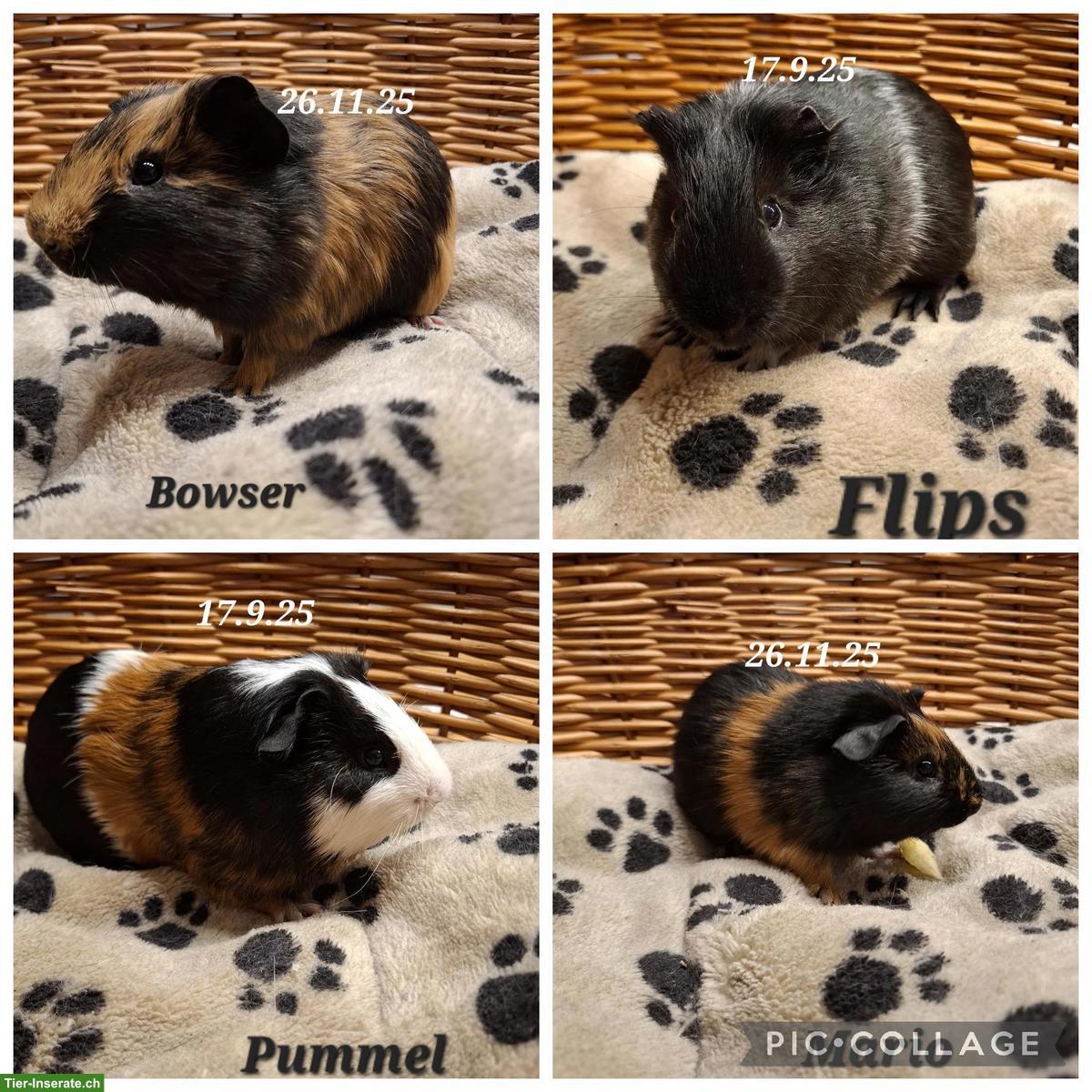 Junge Mehrschweinchen Männchen, kastriert