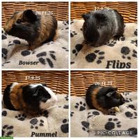 Junge Mehrschweinchen Männchen, kastriert