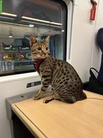 2-jähriger Savannah Kater F5 zu verkaufen