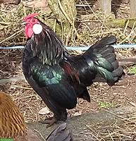 Bantam Hahn gratis abzugeben