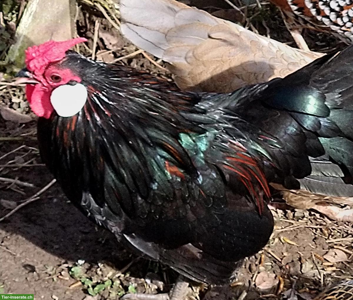 Bild 2: Bantam Hahn gratis abzugeben